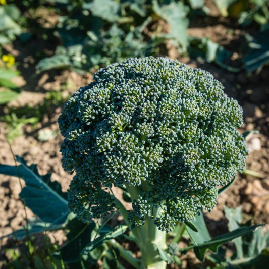 Green Sprouting Calabrese Broccoli Microgreens Seeds