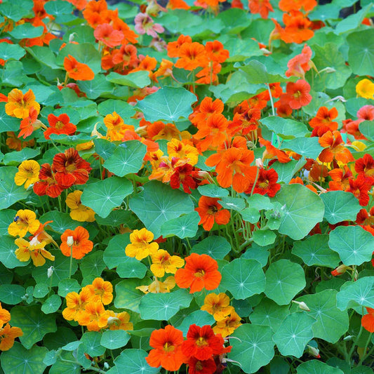 Nasturtium Mixed Edible Flower Seeds