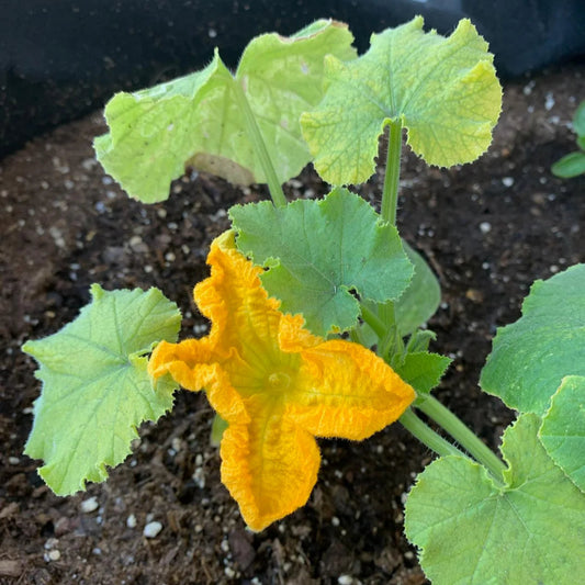 Pumpkin Edible Flower Seeds