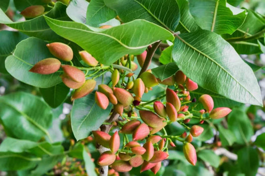 Premium Pistachio Seeds