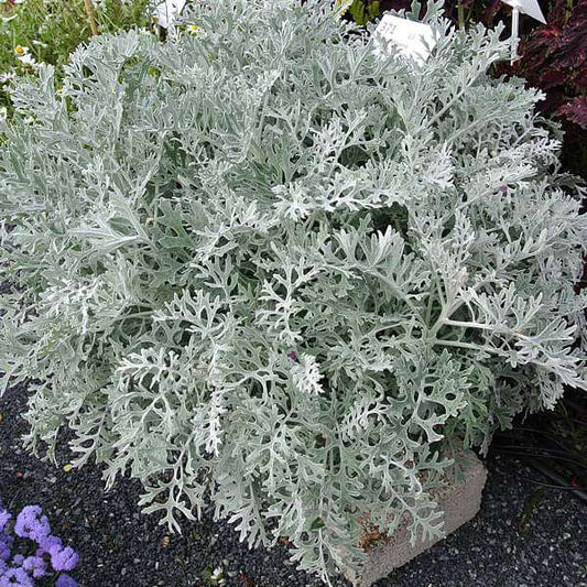 Cineraria Silver Dust Winter Flower Seeds