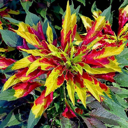 Amaranthus Mixed Summer Flower Seeds