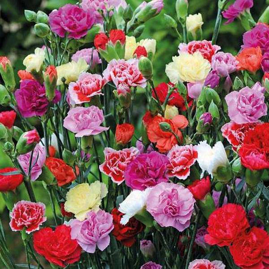 Carnation Chauralo Mixed Winter Flower Seeds
