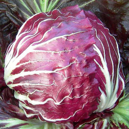 Chicory Resso di Verma – Elegant and Authentic Italian Coffee Blend Exotic Vegetable Seeds