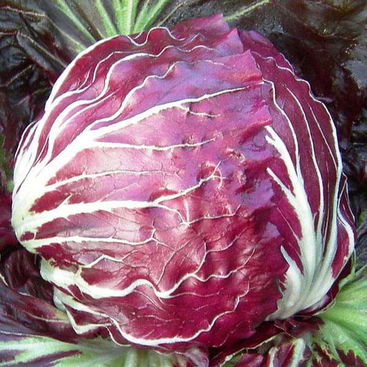 Chicory Resso di Verma – Elegant and Authentic Italian Coffee Blend Exotic Vegetable Seeds