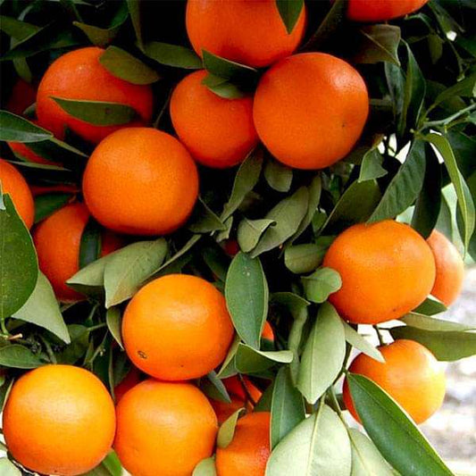 Citrus Kinnow Fruit Seeds