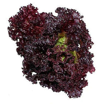 Organic Black Rose Microgreens Seeds for Fresh Lettuce Salad