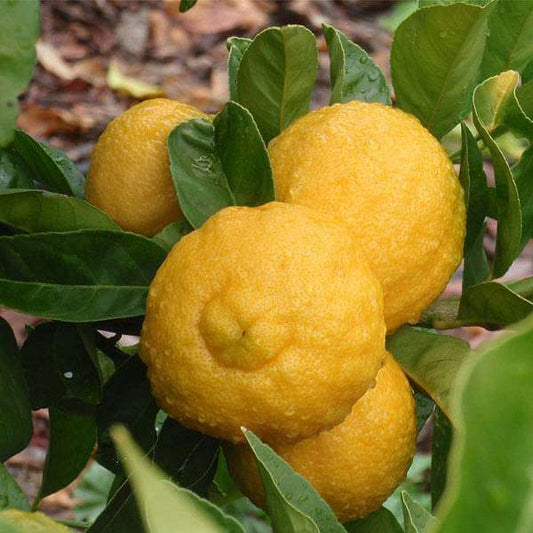 Rough Lemon Fruits Seeds
