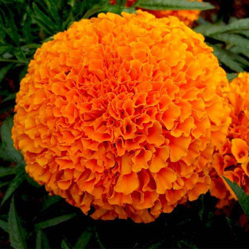 Marigold Perfection Orange Winter Flower Seeds