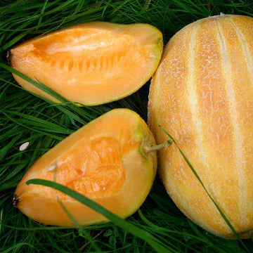 Musk Melon Hybrid Sweet Fruit Seeds