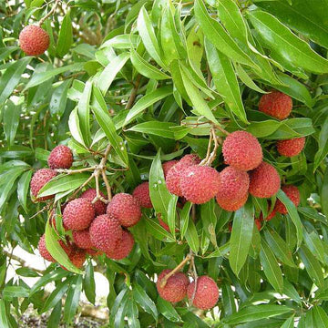 Litchi Fruit Seeds