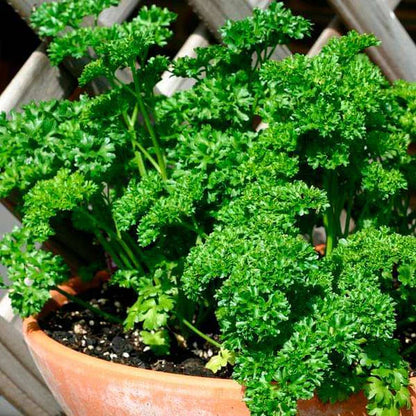 Parsley Forest Green Triple Curled Leaf Microgreens Seeds