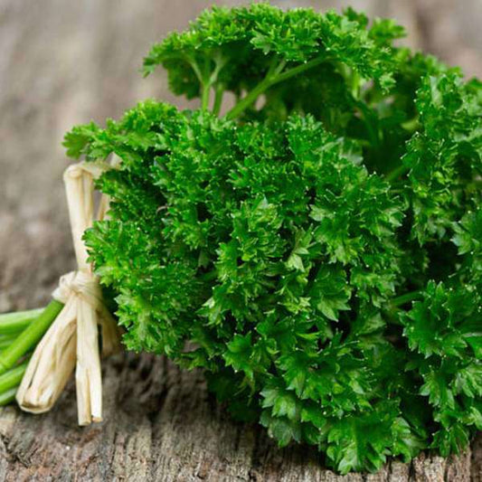 Parsley Forest Green Triple Curled Leaf Microgreens Seeds