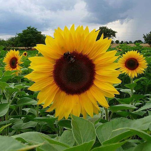 Sunflower Russian Giant Summer Flower Seeds