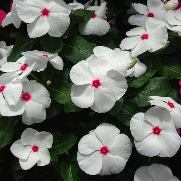 Vinca F1 Nana Little Bright Eyes Summer Flower Seeds
