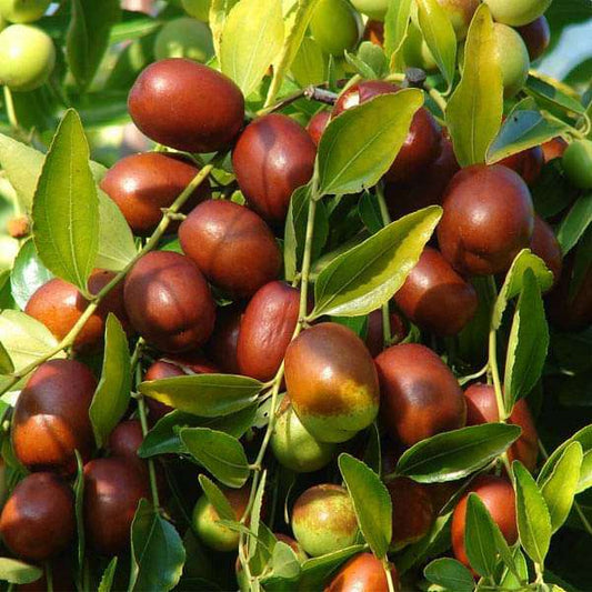Premium Red Date Seeds