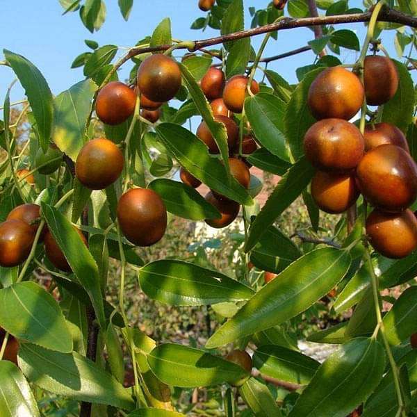 Gol Ber Fruit Seeds