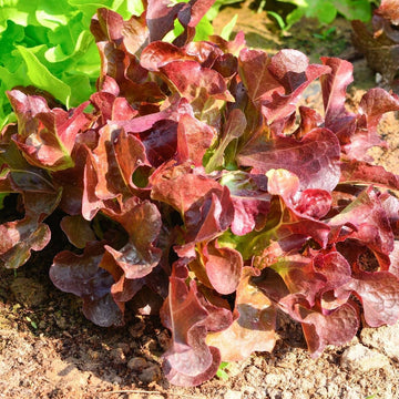 Organic Oak Leaf Red Microgreens Seeds for Lettuce Salad