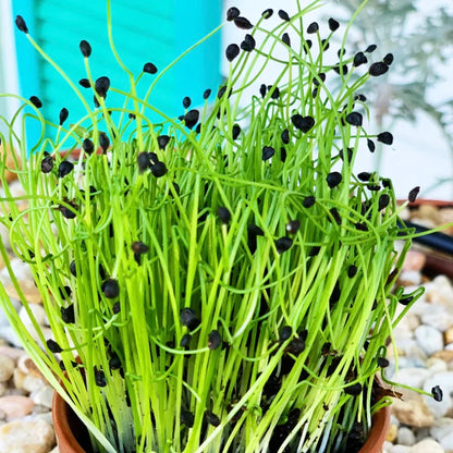 Onion Green Sprouts Microgreens Seeds