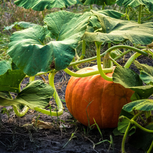 Pumpkin F1 Hybrid 406 Vegetable Seeds
