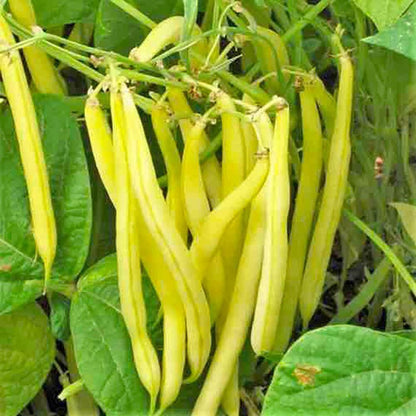 Golden Wax Climbing Beans – Premium High-Yield Climbing Bean Seeds Exotic Vegetable Seeds