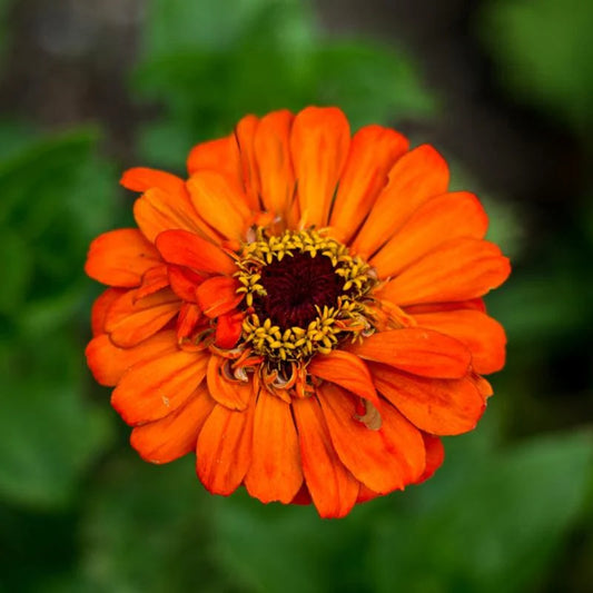Zinnia F1 Tall Orange Summer Flower Seeds
