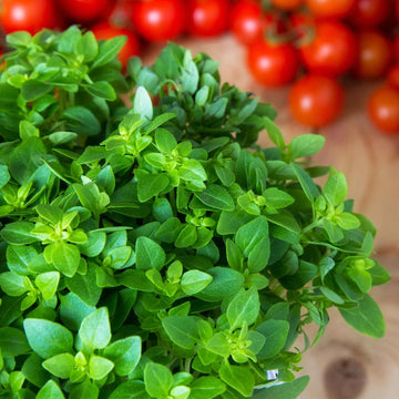 Oregano Italian Common Leaf Microgreens Seeds