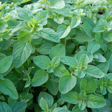 Oregano Italian Common Leaf Microgreens Seeds