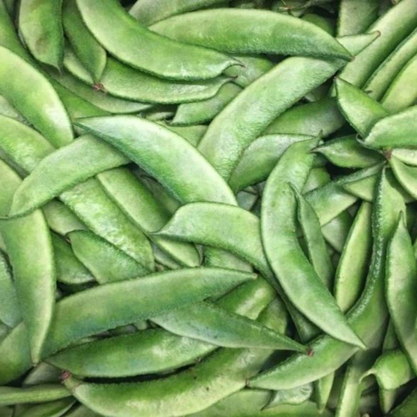 Organic Broadbean Vegetable Seeds – High Yield, Fresh & Nutritious for Your Garden