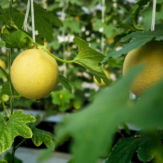 Muskmelon F1 Super Kajri Vegetable Seeds