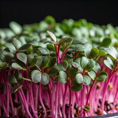 Amaranthus Red Leaf Microgreens Seeds (Choulai)