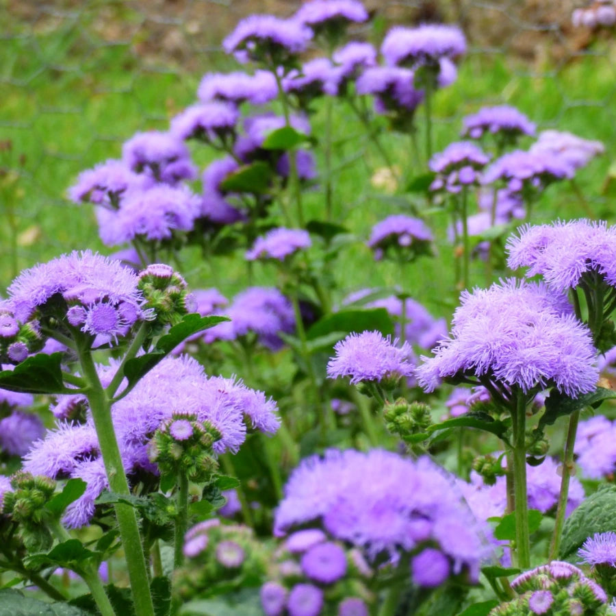 Ageratum F1 Harma Mixed Seeds