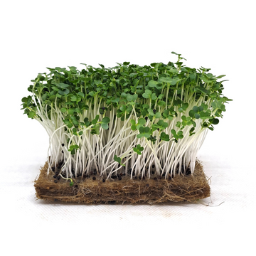 Pak Choy White Microgreens Seeds