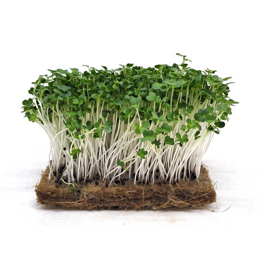 Pak Choy White Microgreens Seeds