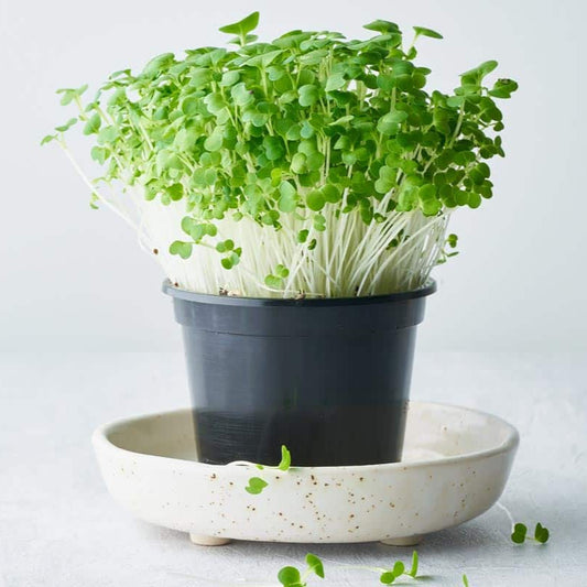 Pak Choy Green Microgreens Seeds