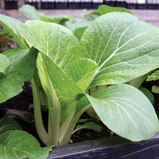 Fresh White Pak Choy – Crisp, Nutritious, and Versatile Green Vegetable Exotic Vegetable Seeds