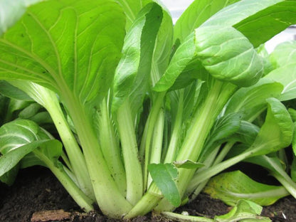 Pak Choy Green Microgreen Herb Seeds