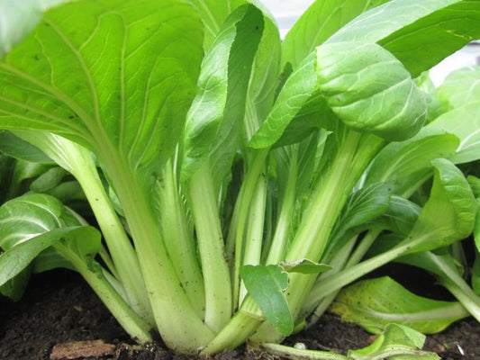 Pak Choy Green Microgreen Herb Seeds