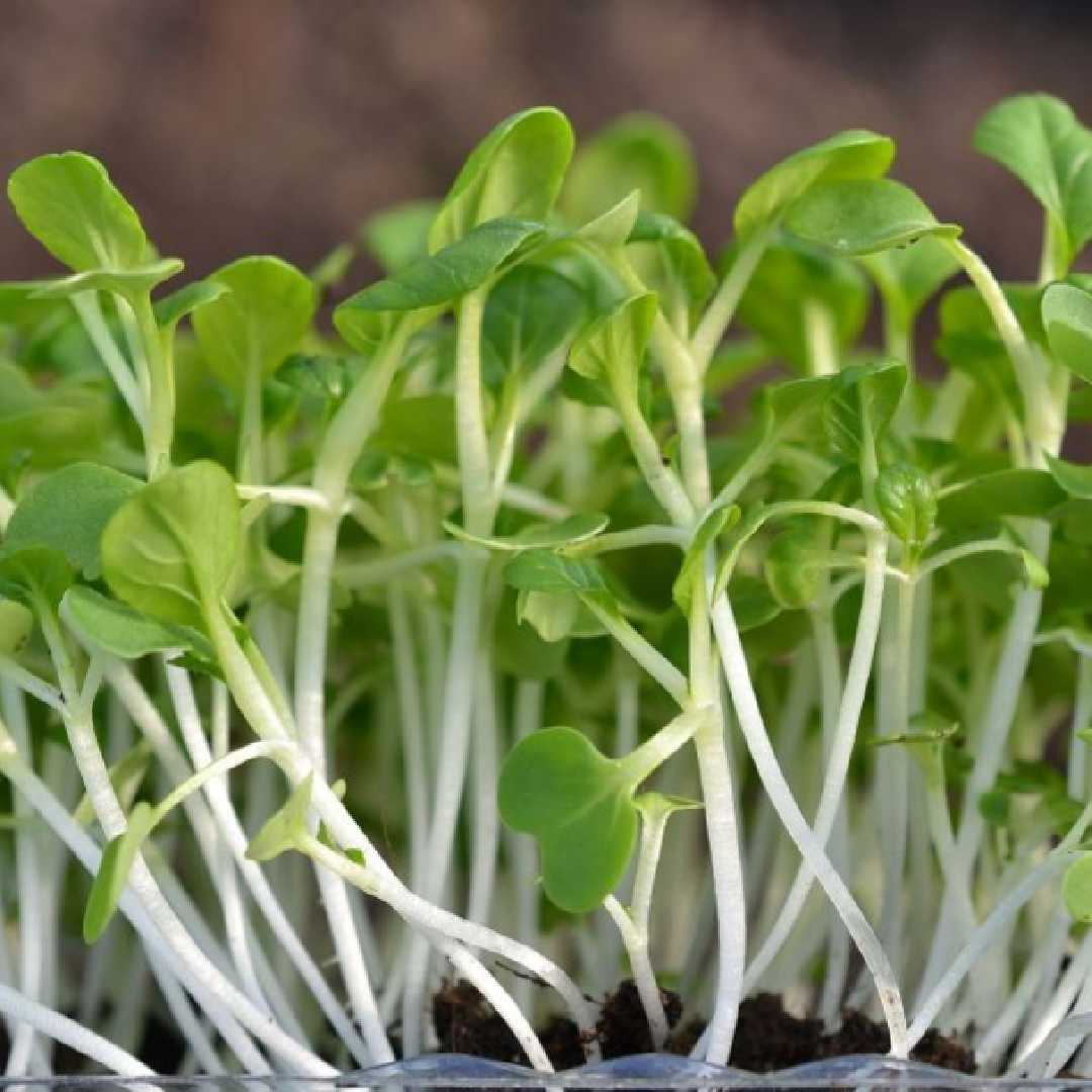 Pak Choy Green Microgreen Herb Seeds
