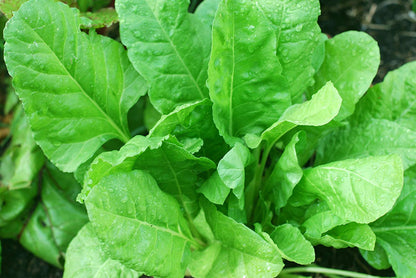 Palak (Spinach) Vegetable Seeds - High Yield, Fresh & Nutritious