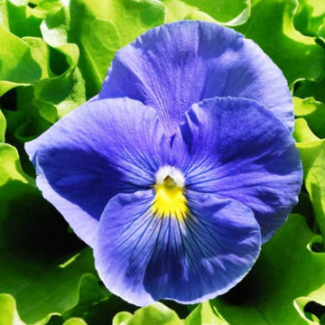Pansy Celestial Sky Blue Blotch Winter Flower Seeds