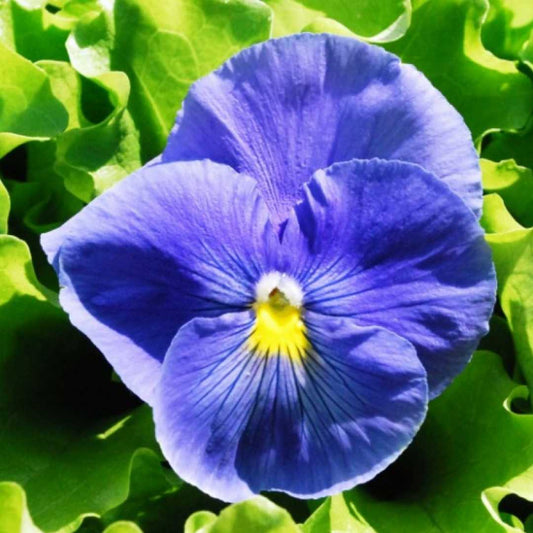 Pansy Celestial Sky Blue Blotch Winter Flower Seeds