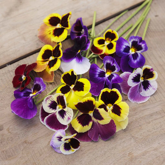 Pansy Blotch Mixed Flower Seeds