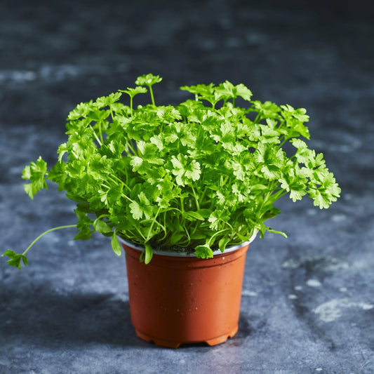 Parsley & Misticanza (Mixed Combo) Microgreens Seeds