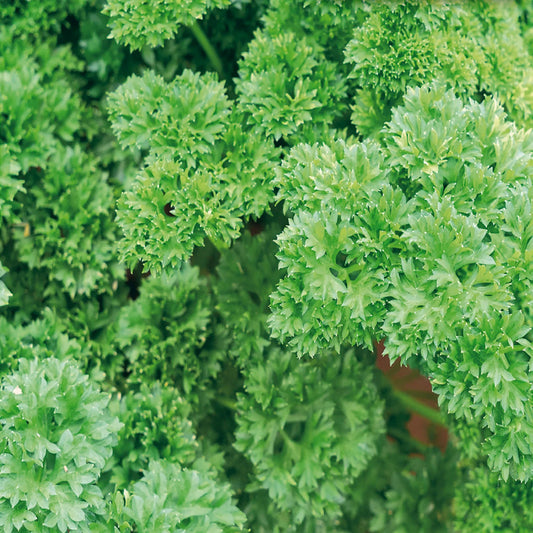 Parsley Moss Curled Herb Seeds