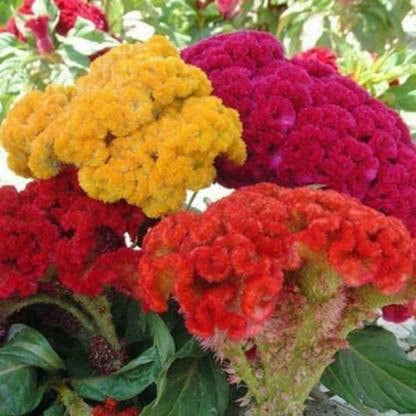 COCKSCOMB Mixed Summer Flower Seeds