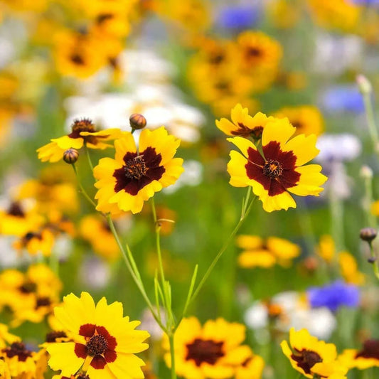 Coreopsis Flower Seeds – Vibrant & Easy-to-Grow Perennials for Your Garden