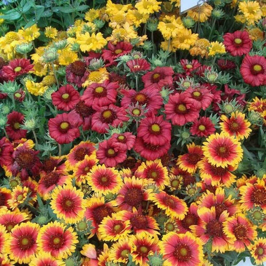 Gaillardia F1 Mixed Summer Flower Seeds