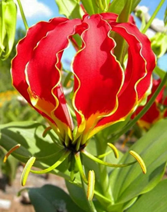 Gloriosa Superba Herb Seeds