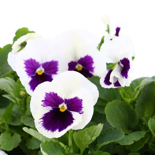 Pansy Violet/White Blotch Winter Flower Seeds